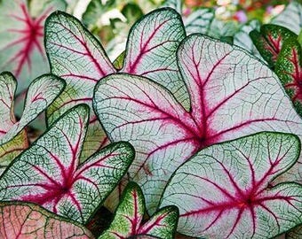 6 bulbos de Caladium Angel Wings para plantar: plantas tropicales de oreja de elefante, follaje colorido, plantas de sombra de verano de rápido crecimiento para el jardín.