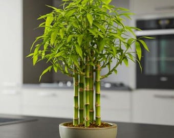 Bosque de bonsáis de sauce y bambú Beta Bucks John – 7 esquejes de sauce para mini jardines de árboles DIY, plántulas vivas de rápido enraizamiento para interiores