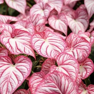 6 zigeunerroos caladiumbollen om te planten - vaste hosta, olifantenoren, fancy (6 bollen)