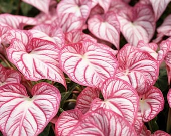 6 bulbos de Caladium Gypsy Rose para plantar - Hosta perenne, orejas de elefante, fantasía (6 bulbos)