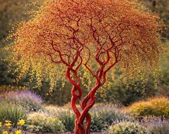Esquejes de sauce rizado escarlata para plantar - Sauce rizado rojo vibrante / Árbol ornamental de rápido crecimiento / Plántulas de madera dura en estado latente