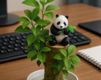 Planta de sauce brasileño - Mini kit de sauce brasileño - Bandeja, Árbol de la suerte, Panda - Etapa de hinchamiento - A punto de brotar, Árbol brasileño