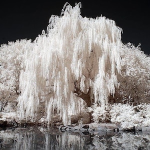 May include: A black and white photograph of a weeping willow tree reflected in a body of water. The tree's long, cascading branches are a bright white, contrasting with the dark background and the water's surface. Rocks line the water's edge.