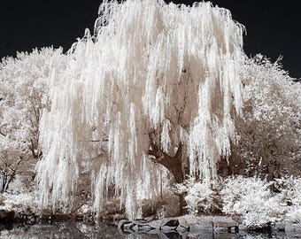 Un sauce blanco: hojas plateadas que brillan a la luz de la luna. Se necesita un esqueje para cultivar. Hermoso árbol para sombra o privacidad en exteriores.