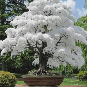 Pode incluir: Uma árvore bonsai com um tronco e galhos marrons escuros e uma copa cheia de folhagem branca em forma de nuvem. A árvore é plantada em um grande vaso de cerâmica marrom redondo. O fundo apresenta árvores e grama verdes.