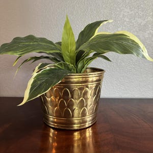 May include: A metallic brass planter featuring a repeating embossed scale pattern around the exterior. The planter holds a leafy plant with variegated foliage, displaying deep green leaves with light cream-colored edges and pointed tips.