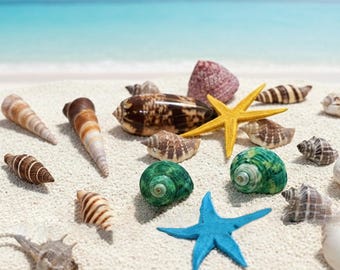 Assorted Seashells and Starfish Set, Coastal Decor, Beach Crafts, Nautical Home Decoration