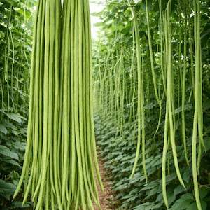 May include: Two bundles of fresh, green long beans are displayed against a backdrop of a bean field. The beans are tied together with clear bands. The image showcases the beans' vibrant color and texture, highlighting their freshness.