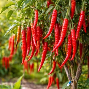 May include: A close-up of a chili pepper plant laden with bright red, elongated peppers. The peppers hang from green stems and leaves, with a blurred background of more plants. The image captures the vibrant color and texture of the peppers.