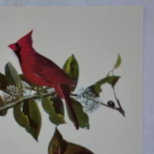 Vintage Audubon bird painting full color litho print for framing Cardinal 9&quot; x 12&quot; frameable art print wall decor