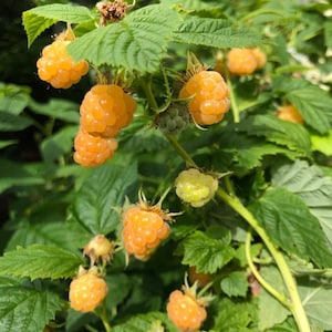 May include: Close-up of a raspberry plant with clusters of ripe, golden-yellow raspberries. The berries are in various stages of ripeness, with some still green. The leaves are a vibrant green, creating a natural backdrop.