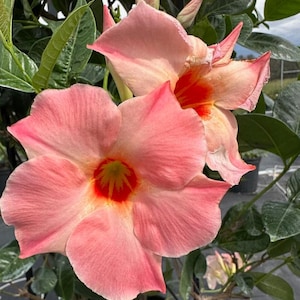 May include: Two large, trumpet-shaped Mandevilla flowers with soft pink petals. The center of each bloom features a vibrant orange-red throat surrounding a yellow stamen. The flowers are surrounded by deep green, glossy, oval-shaped leaves.