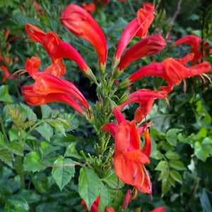 May include: A cluster of vibrant trumpet-shaped flowers in shades of bright orange and red. The blossoms feature elongated, curved petals extending from a central green stem, surrounded by lush, serrated green leaves in the background.