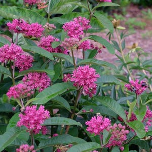 May include: A swamp milkweed plant featuring clusters of vibrant pink flowers and elongated green leaves. Several small bees are visible resting on the flower heads, which are arranged in rounded umbels throughout the dense green foliage.