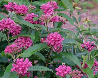 Purple Milkweed Live Plant - 4-8" Tall - Ship No Pot -  Asclepias purpurascens - Native Purple Flowering Perennial for Monarch Butterfly