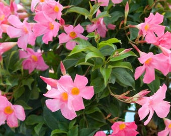 Op de afbeelding: Een tros felroze Mandevilla-bloemen met vijf bloemblaadjes en heldergele harten, omringd door weelderige, donkergroene, ovale bladeren. De trompetvormige bloesems bevinden zich in verschillende stadia van bloei, wat een dicht bloemendecor vormt.