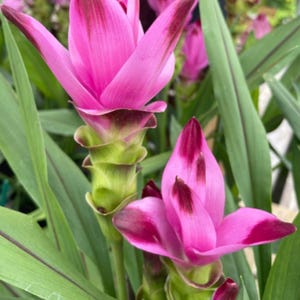 May include: Close-up of vibrant pink Siam tulips with dark burgundy tips and accents. The flowers are in full bloom, showcasing their layered petals and green stems. Lush green leaves surround the flowers, creating a natural and colorful display.