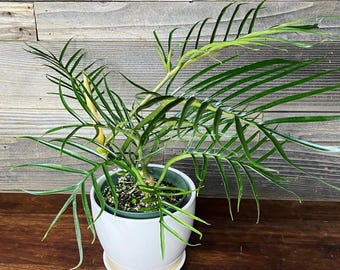 Philodendron Tortem Plant - 6-8" Tall - Ship No Pot - Rare Tropical Houseplant with Lacy Foliage for Indoor