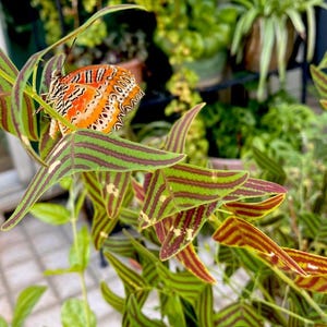 May include: A vibrant orange and black butterfly with intricate patterns rests on a triangular-leafed plant. The leaves are green with distinct dark red or purple stripes, creating a sharp contrast against the bright butterfly wings.