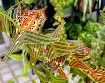 Op de afbeelding: Een levendige oranje en zwarte vlinder met ingewikkelde patronen rust op een plant met driehoekige bladeren. De bladeren zijn groen met opvallende donkerrode of paarse strepen, wat een scherp contrast vormt met de heldere vleugels.