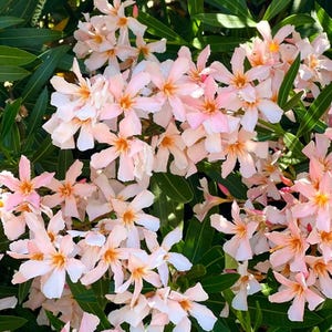 May include: Close-up of a cluster of pale pink oleander flowers with yellow centers, surrounded by green leaves. The flowers have five petals and are in full bloom, creating a vibrant display of natural beauty.