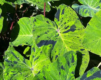 Mojito Colocasia Live Plant - 6–10" Tall - 3 Inch Pot - Variegated Elephant Ear - Tropical Foliage Starter - Decorative Home Garden Plant
