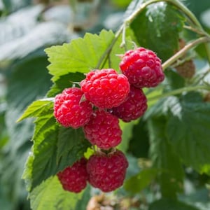 May include: Close-up of a cluster of ripe red raspberries on a green leafy branch. The raspberries are in various stages of ripeness, with some appearing fully developed and others still forming. The leaves are a vibrant green, contrasting with the bright red berries.