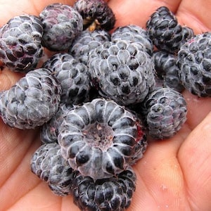 May include: A handful of ripe black raspberries, with a dusty, frosted appearance. The berries are a deep, dark color, with a slightly fuzzy texture. The image is a close-up, showing the details of the fruit.