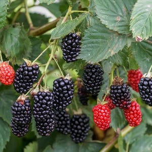 May include: Close-up of a blackberry bush with green leaves and multiple clusters of blackberries. Some berries are ripe and black, while others are still red. The image showcases the natural beauty of the fruit.