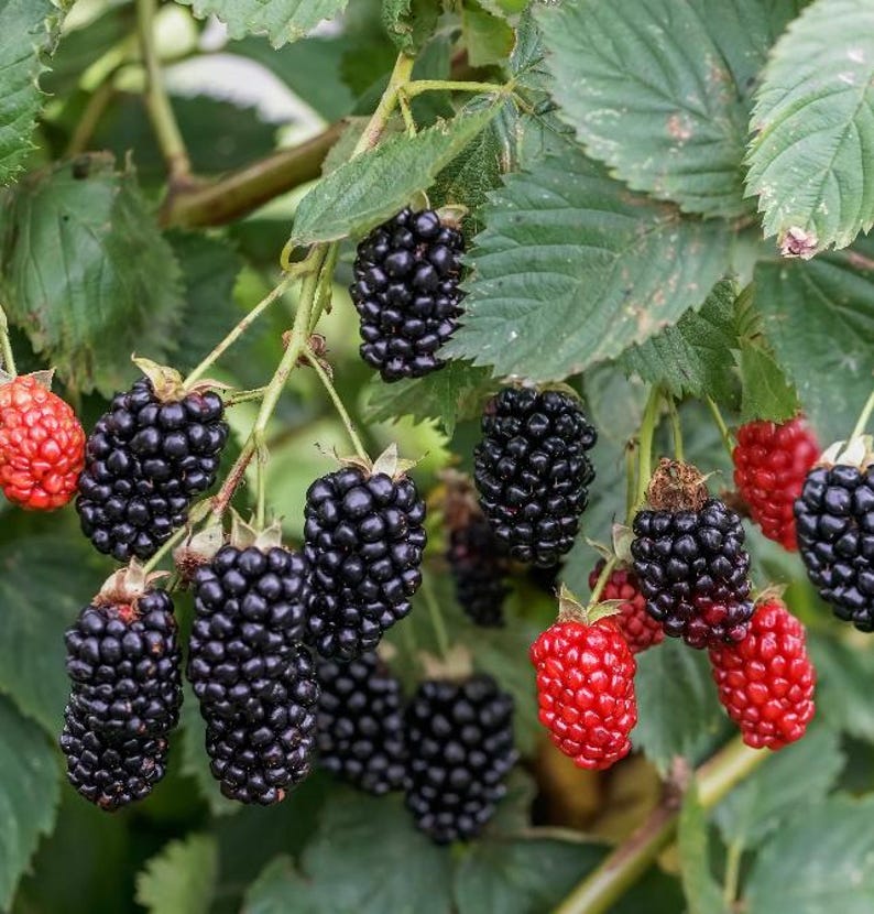 May include: Close-up of a blackberry bush with green leaves and multiple clusters of blackberries. Some berries are ripe and black, while others are still red. The image showcases the natural beauty of the fruit.
