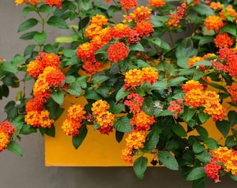 Lantana Orange Live Plant - 3-5" tall - Ship No Pot - Lantana camara - Bright Blooming Perennial for Garden & Containers