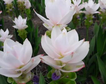 Curcuma Siam Sisco Live Plant - 3-6" Tall - Ship No Pot - Curcuma alismatifolia - Tropical Ginger Flower Ornamental Curcuma for Garden