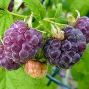 May include: Close-up of a cluster of ripe, dark purple raspberries on a green leafy branch. The berries have a textured surface and are in various stages of ripeness, with one berry appearing yellow. The image is set against a blurred green background.