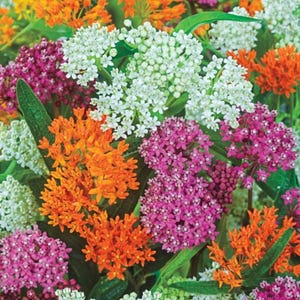 May include: A vibrant assortment of colorful flowers, including clusters of white, orange, and magenta blooms. Green leaves provide a contrasting backdrop to the various flower colors. The image showcases a variety of floral arrangements.
