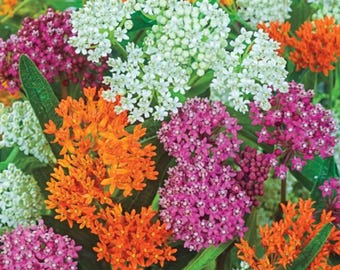 Milkweed Mix Live Plants - 2-5" Tall - Ship No Pot - Asclepias Species - Pollinator Plants for Monarch Butterfly Garden