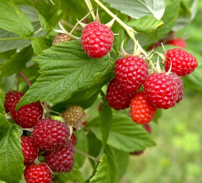 Op de afbeelding: Close-up van een frambozenplant met felrode bessen en groene bladeren. De afbeelding toont verschillende trossen rijpe frambozen, elk met een textuur, bevestigd aan de takken van de plant. De bladeren zijn diepgroen.