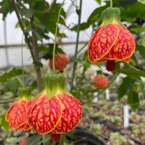 May include: Several bell-shaped Abutilon flowers hang from thin green stems. The petals feature a vibrant red and yellow veined pattern with a textured, crinkled appearance. Each flower has a green calyx at the top and a dark red stamen.