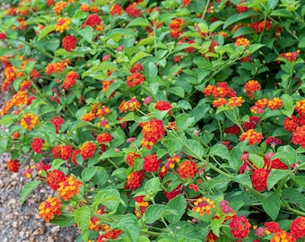 Lantana Red Live Plant - 3-5" tall - Ship no pot - Lantana camara - Bright Blooming Perennial for Garden & Containers