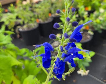 Op de afbeelding: Een levendige blauwe saliebloem met buisvormige bloesems en kleine, ronde knoppen gerangschikt langs een slanke groene stengel. De plant vertoont diep kobaltblauwe bloemblaadjes met een duidelijke tweelippige vorm.