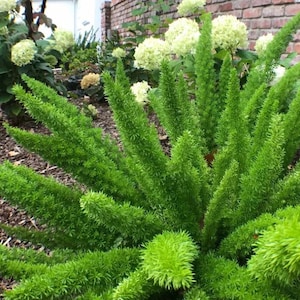 May include: A vibrant green asparagus fern plant with dense, needle-like foliage arranged in upright, feathery plumes. The plant features multiple stems radiating from a central base, showcasing a bright, grassy green color throughout the leaves.