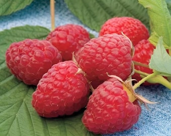 May include: A cluster of ripe, red raspberries with a textured surface, resting on a large green leaf. The raspberries are in various stages of ripeness, with some fully developed and others still forming. The image is a close-up, highlighting the berries' details.