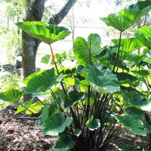 May include: A lush, green plant with large, heart-shaped leaves. The leaves are a vibrant green with prominent veins, and the stems are a dark, reddish-brown color. The plant is growing in a garden setting, with a tree and sunlight in the background.