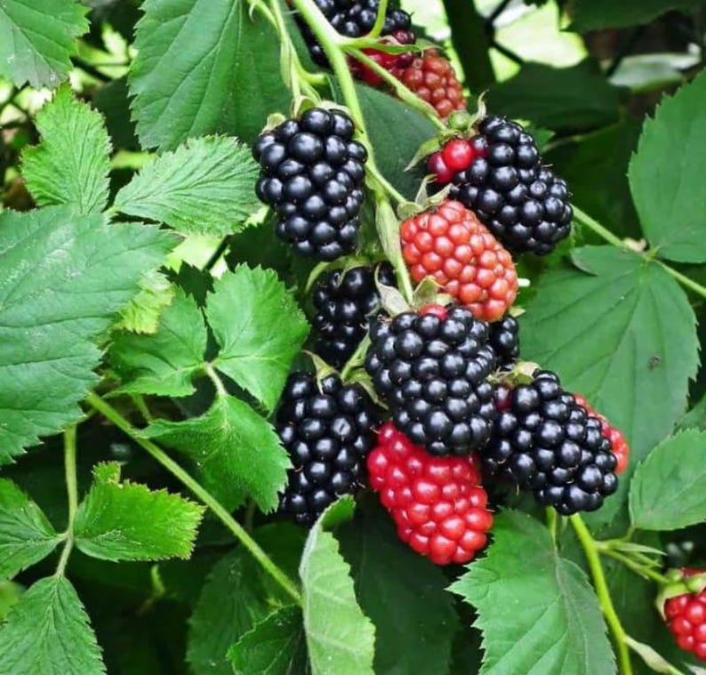 May include: Close-up of a blackberry bush with green leaves and clusters of ripe, black blackberries. Some berries are still red, indicating they are not yet fully ripe. The image showcases the natural beauty of the fruit.