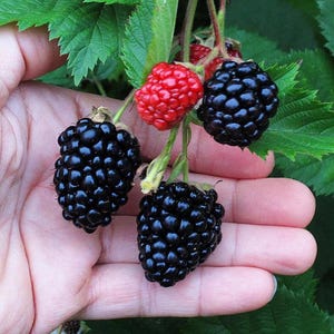 May include: Close-up of a hand holding a cluster of ripe blackberries and a single red raspberry. The blackberries are a deep, glossy black, contrasting with the bright red raspberry. Green leaves and stems are also visible, suggesting a natural, fresh harvest.