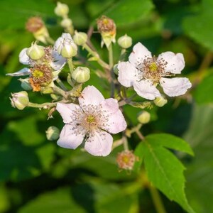 May include: Close-up of a cluster of delicate white and pale pink flowers with yellow centers. The flowers are in various stages of bloom, surrounded by green leaves and buds. The image is well-lit, highlighting the details of the blossoms.