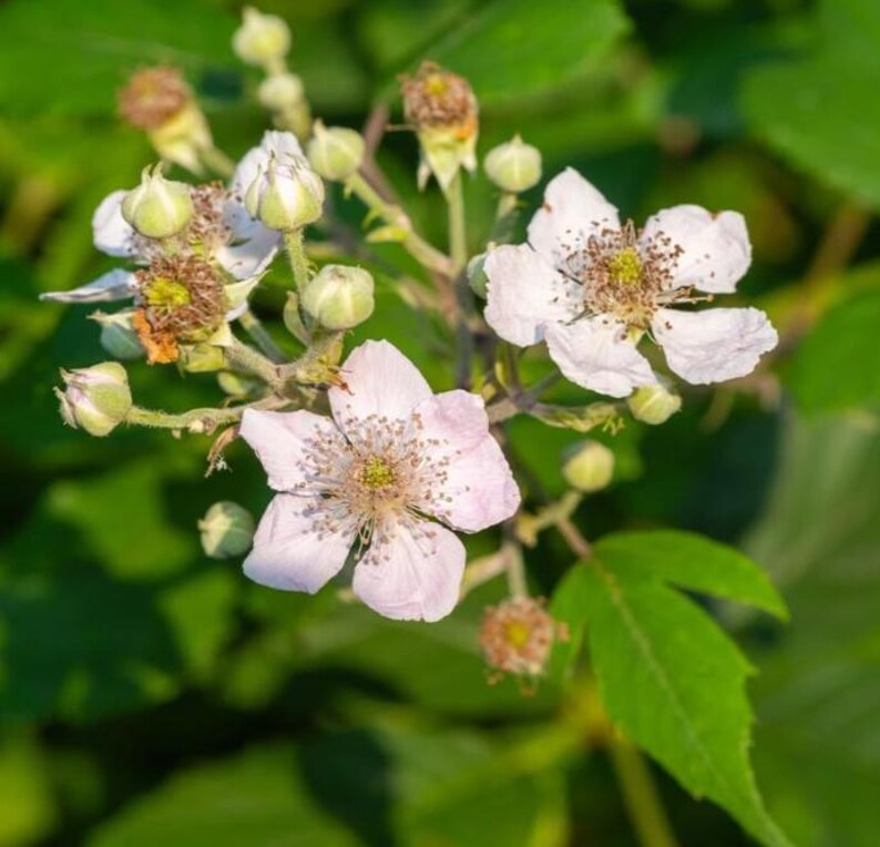 May include: Close-up of a cluster of delicate white and pale pink flowers with yellow centers. The flowers are in various stages of bloom, surrounded by green leaves and buds. The image is well-lit, highlighting the details of the blossoms.
