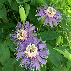 May include: Close-up of passion flowers with intricate purple petals and a central crown of yellow and white filaments. The flowers are surrounded by green leaves and buds, showcasing the plant's natural beauty.