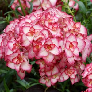 May include: A dense cluster of hydrangea flowers featuring layered petals with creamy white centers and vibrant pink edges. The rounded bloom is composed of numerous small, star-shaped florets that create a full, textured appearance with green foliage.