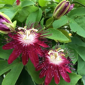May include: Close-up of passion flowers with deep red petals and white and yellow centers. The flowers are surrounded by green leaves and buds. The flowers have a unique, fringed appearance, and the image captures the intricate details of the blooms.