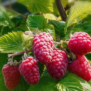 Op de afbeelding: Close-up van rijpe rode frambozen die aan een struik groeien. De bessen zijn dicht bij elkaar, wat hun textuur laat zien. Groene bladeren omringen het fruit, met zonlicht dat de sc&egrave;ne verlicht. Een natuurlijk, vers voedselthema.